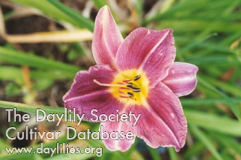 Daylily Prairie Blue Eyes